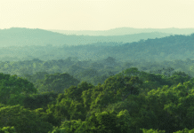 Rừng trong lòng tay – Chùm thơ Nguyễn Đăng Khương