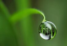 Sương rơi trên lá non – Tản văn Hồng Loan