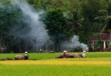 Hà Thiên Sơn và chùm thơ Phía sau những lũy tre làng