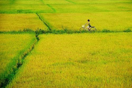 Hương lúa đồng chiêm – Chùm thơ Vũ Minh Phúc